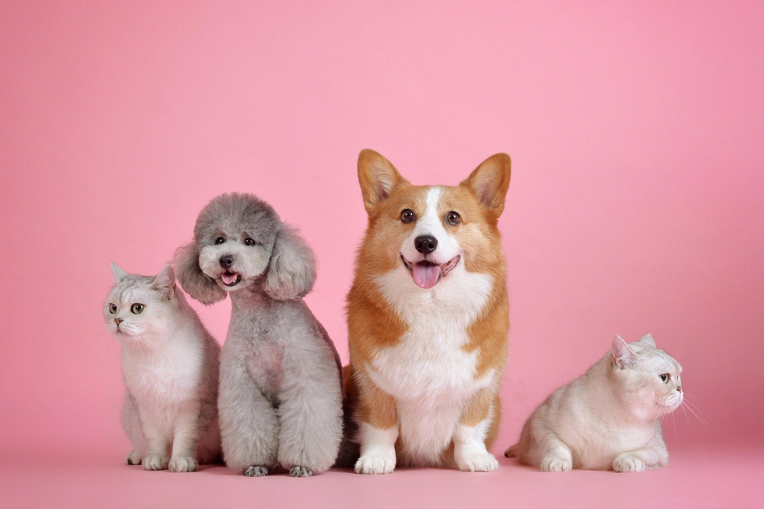 Pet Lounge